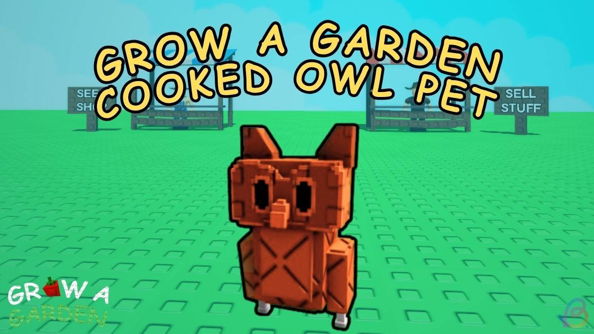 Cooked Owl pet