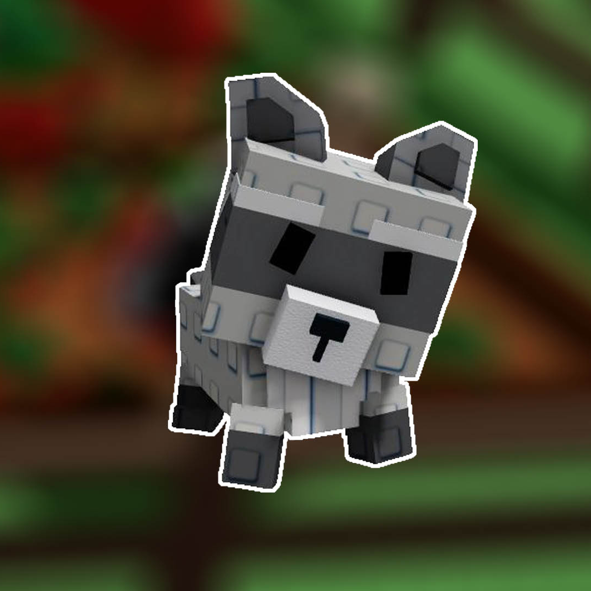 Raccoon pet